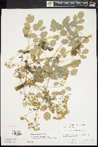 Thalictrum pubescens image