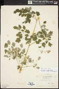 Thalictrum pubescens image