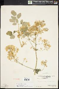 Thalictrum pubescens image