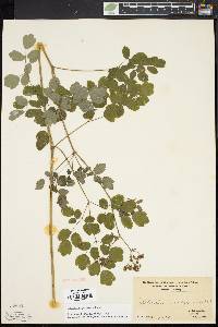 Thalictrum pubescens image