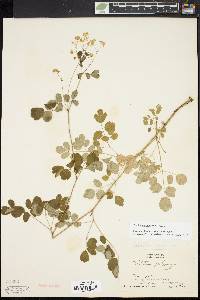 Thalictrum pubescens image