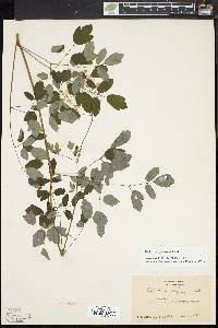 Thalictrum pubescens image