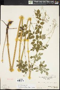 Thalictrum pubescens image