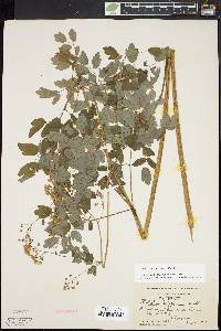 Thalictrum pubescens image