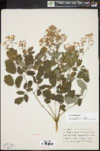 Thalictrum pubescens image