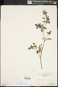 Thalictrum pubescens image