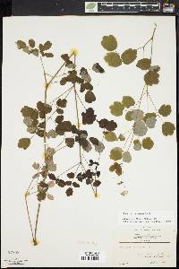 Thalictrum pubescens image