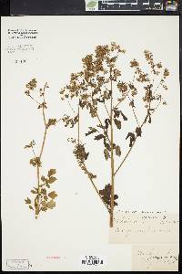 Thalictrum amphibolum image