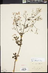 Thalictrum amphibolum image