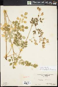 Thalictrum amphibolum image