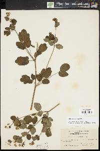 Thalictrum amphibolum image