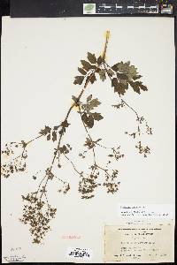 Thalictrum amphibolum image