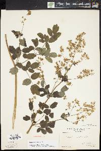 Thalictrum amphibolum image