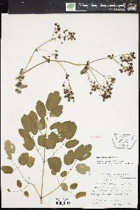 Thalictrum pubescens image