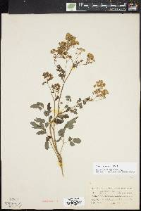 Thalictrum pubescens image