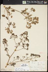 Thalictrum pubescens image