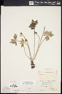 Trollius laxus image