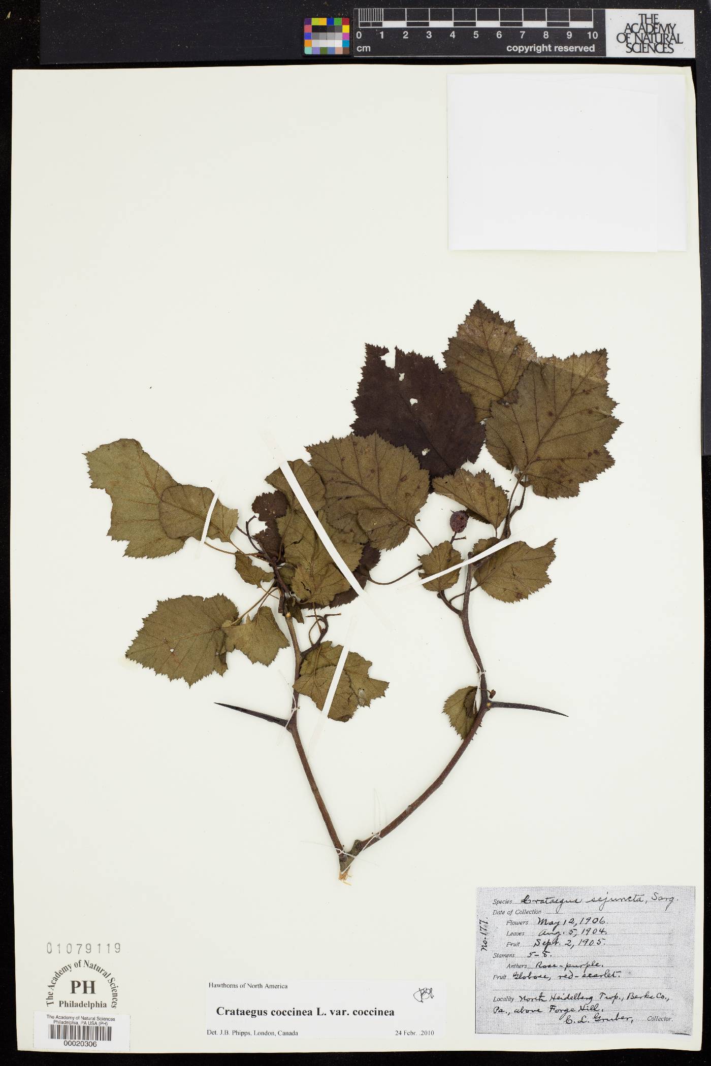 Crataegus coccinea image