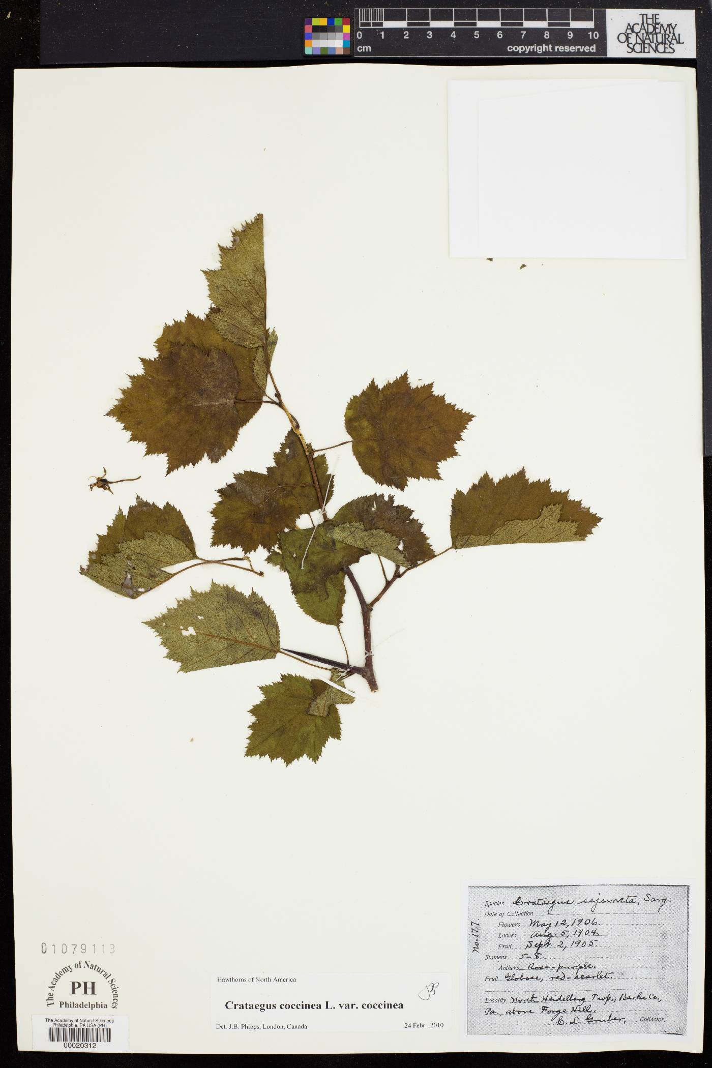 Crataegus coccinea image