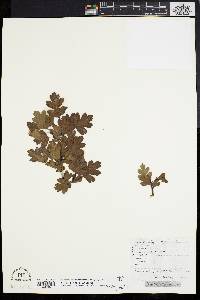 Crataegus monogyna image