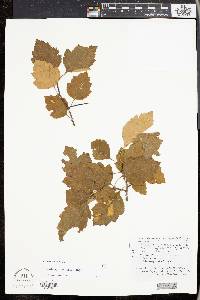 Crataegus apposita image