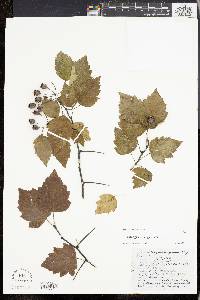 Crataegus cognata image