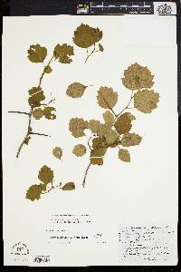 Crataegus dodgei image