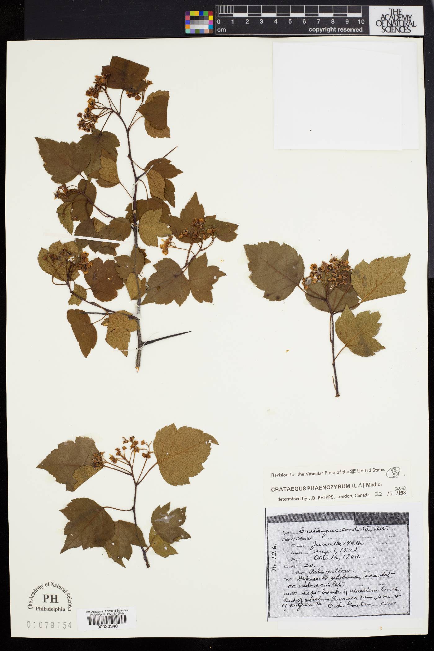 Crataegus cordata image