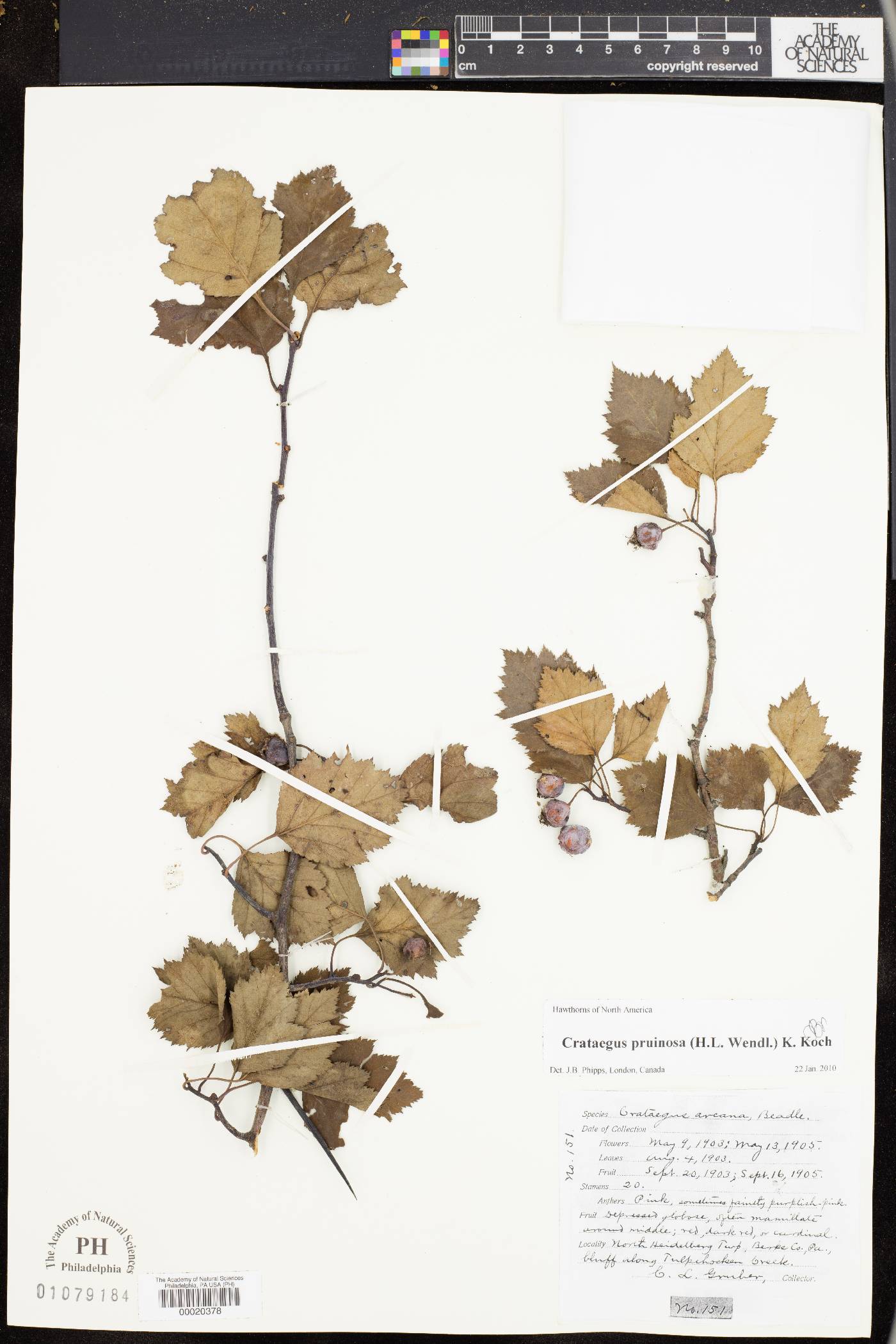 Crataegus arcana image