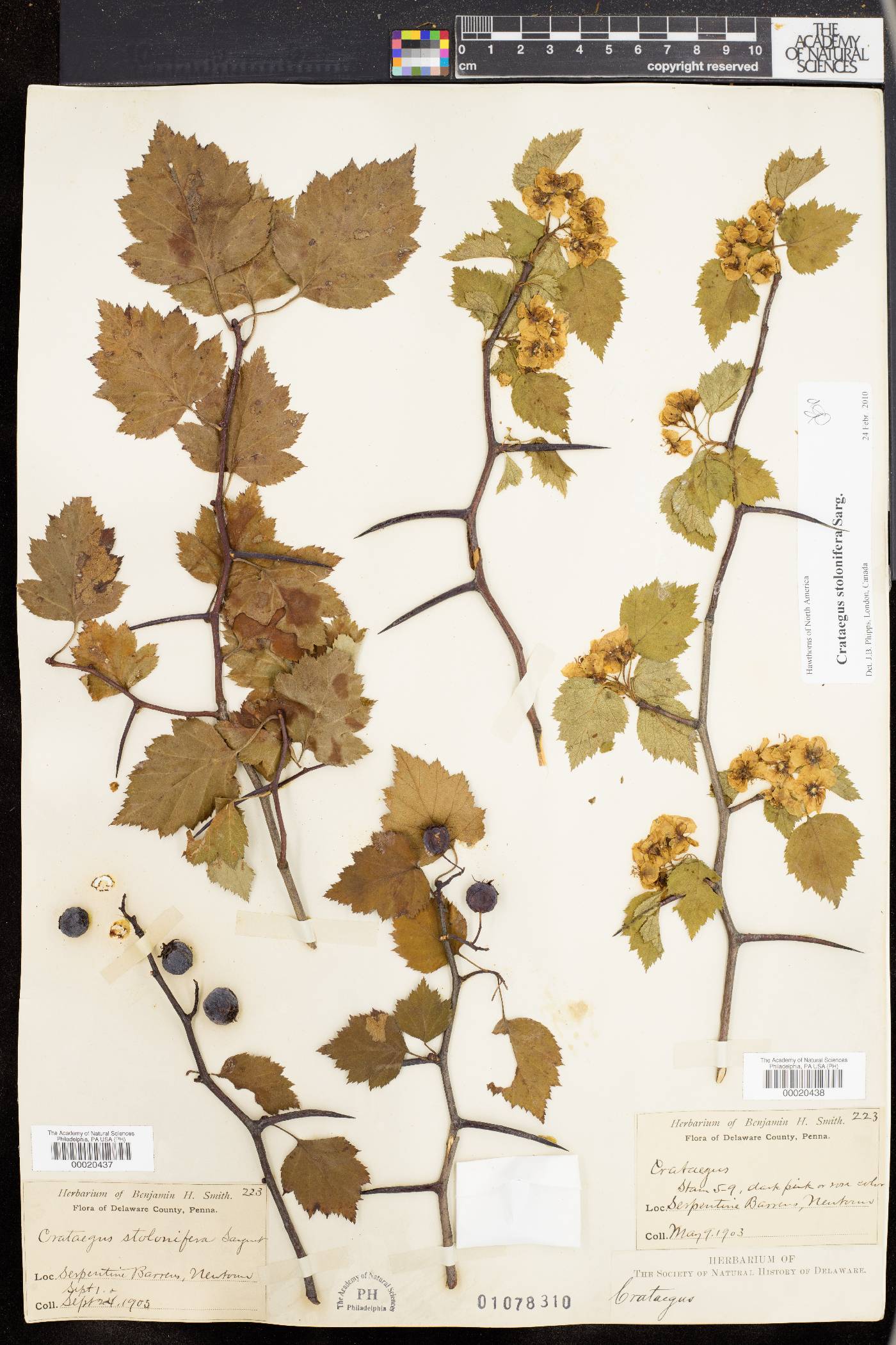 Crataegus stolonifera image