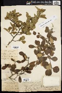 Crataegus uniflora image
