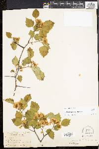 Crataegus pruinosa image