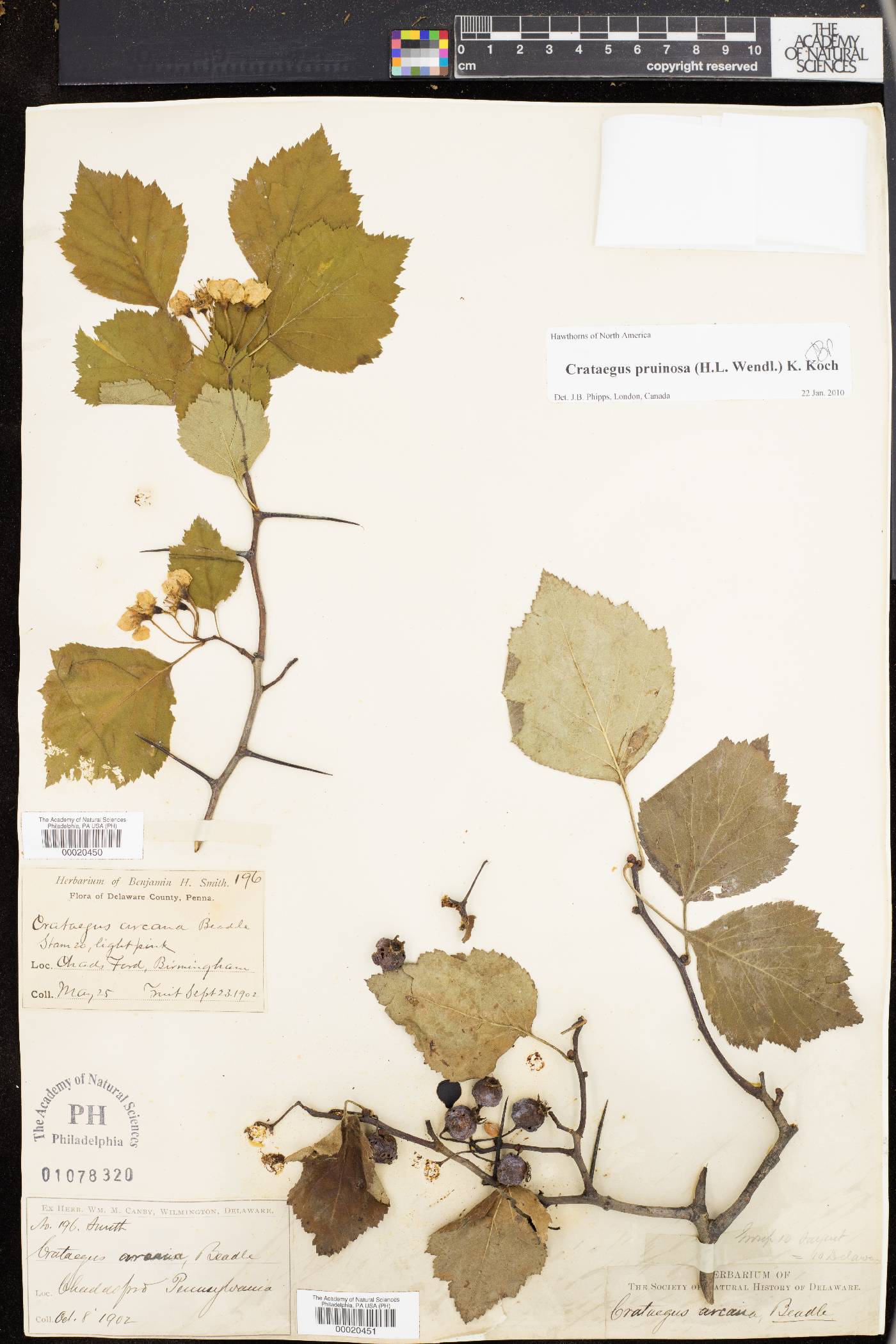 Crataegus arcana image