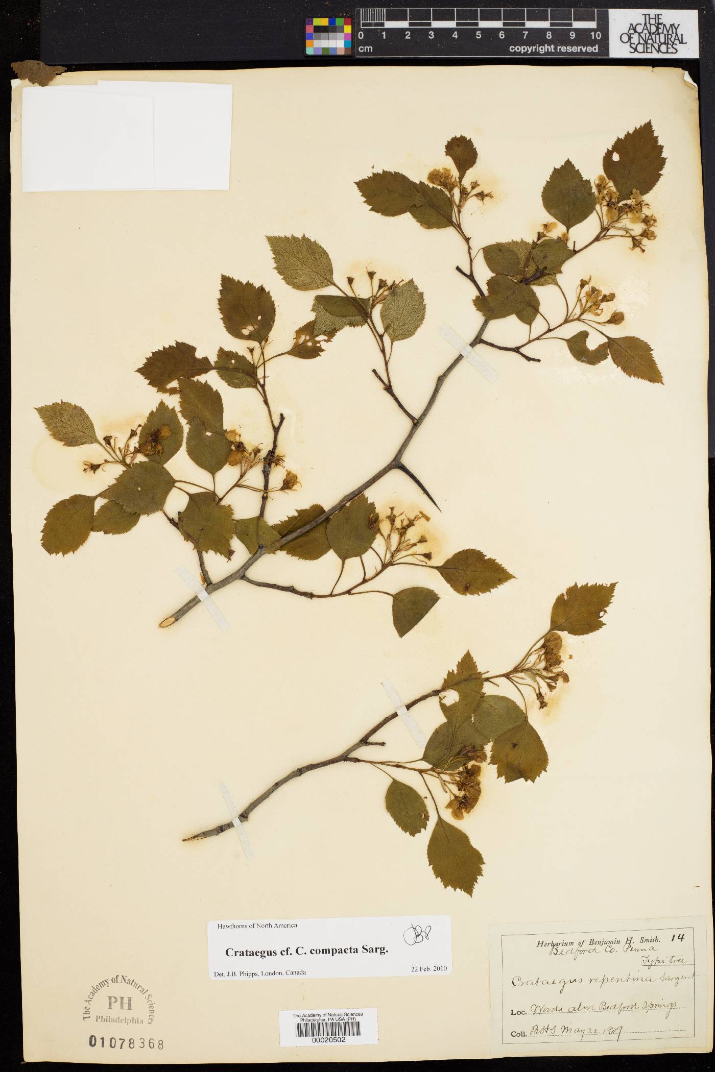Crataegus repentina image