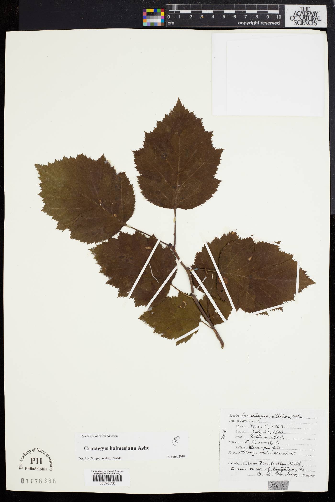 Crataegus villipes image