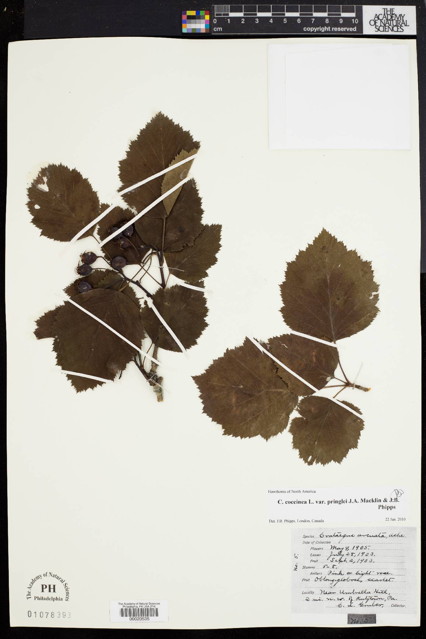 Crataegus arcuata image