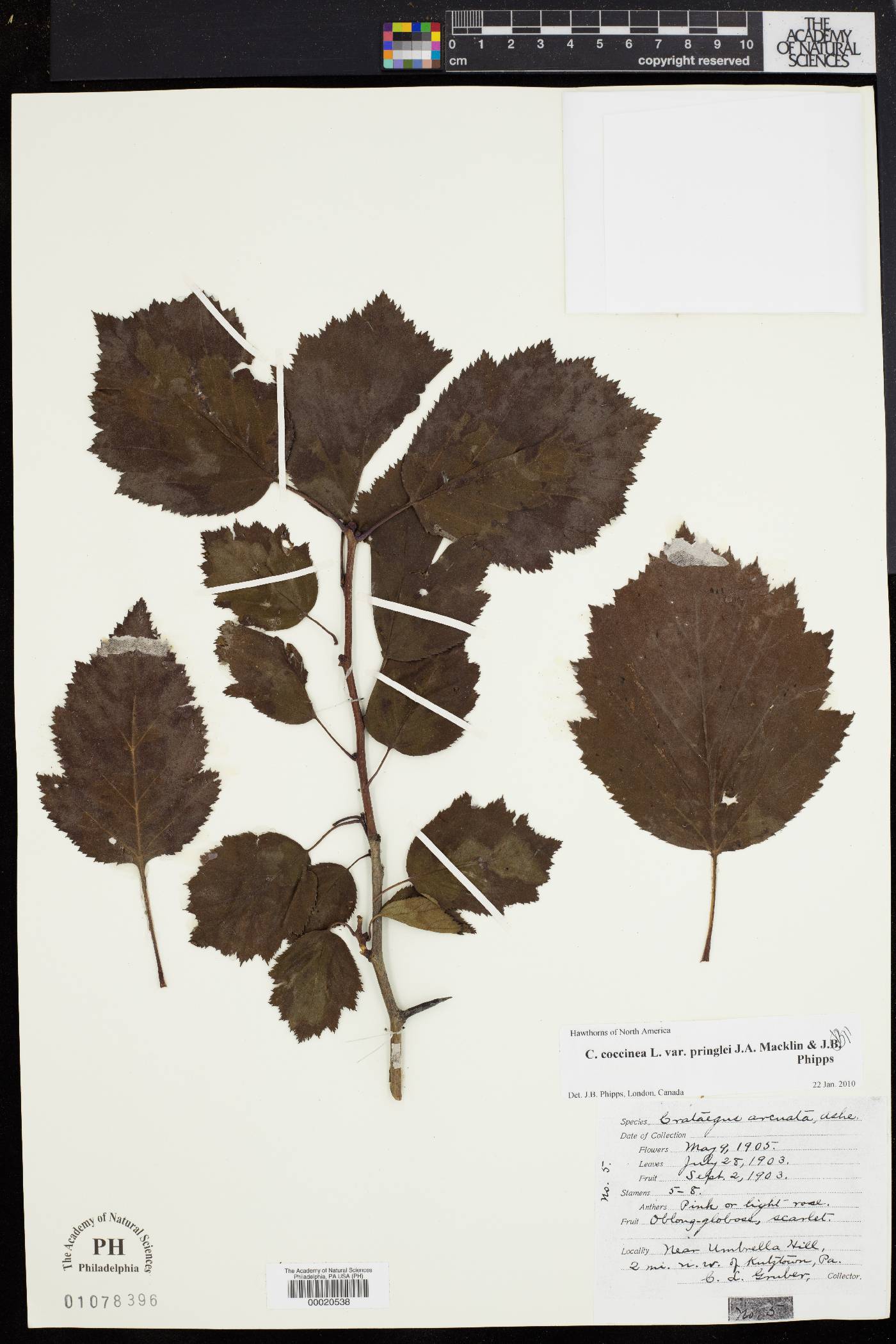 Crataegus arcuata image