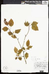 Crataegus villipes image