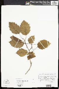 Crataegus villipes image