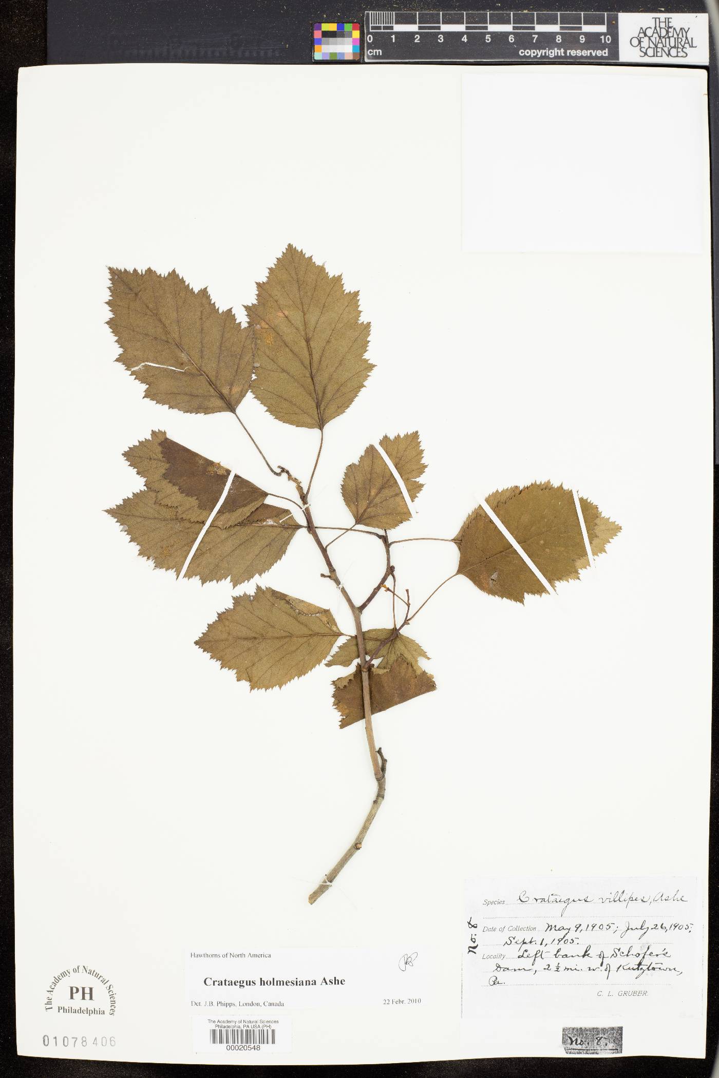 Crataegus villipes image