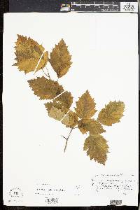 Crataegus villipes image