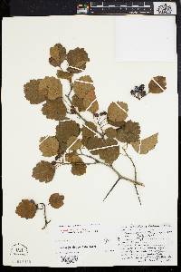 Crataegus dodgei image