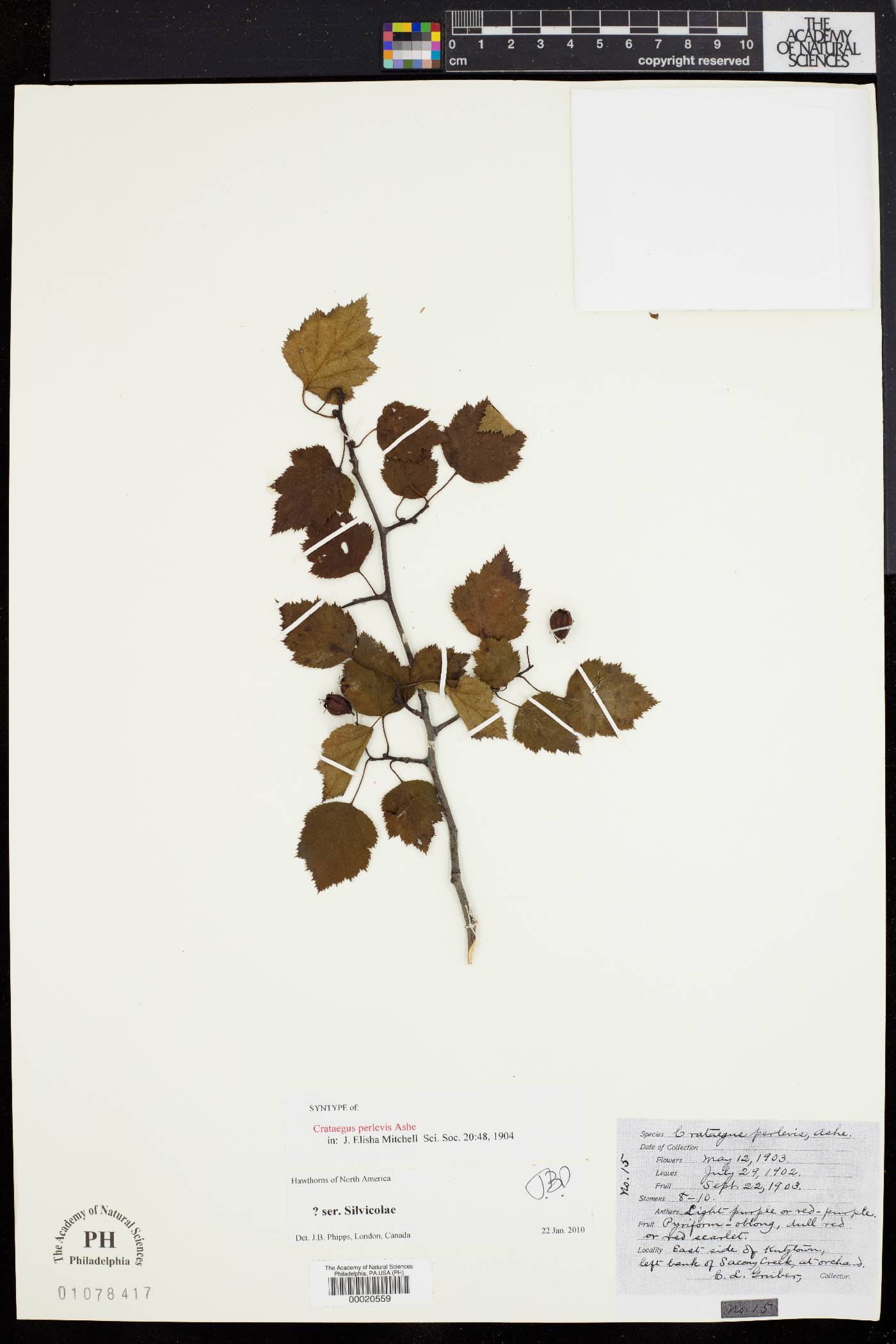 Crataegus perlevis image