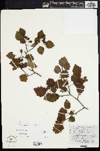 Crataegus perlevis image