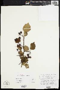 Crataegus perlevis image