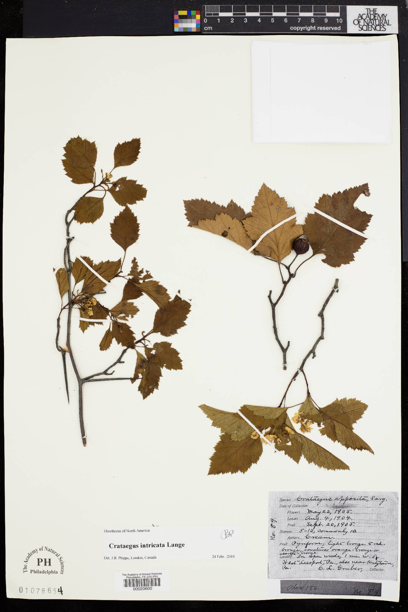 Crataegus apposita image