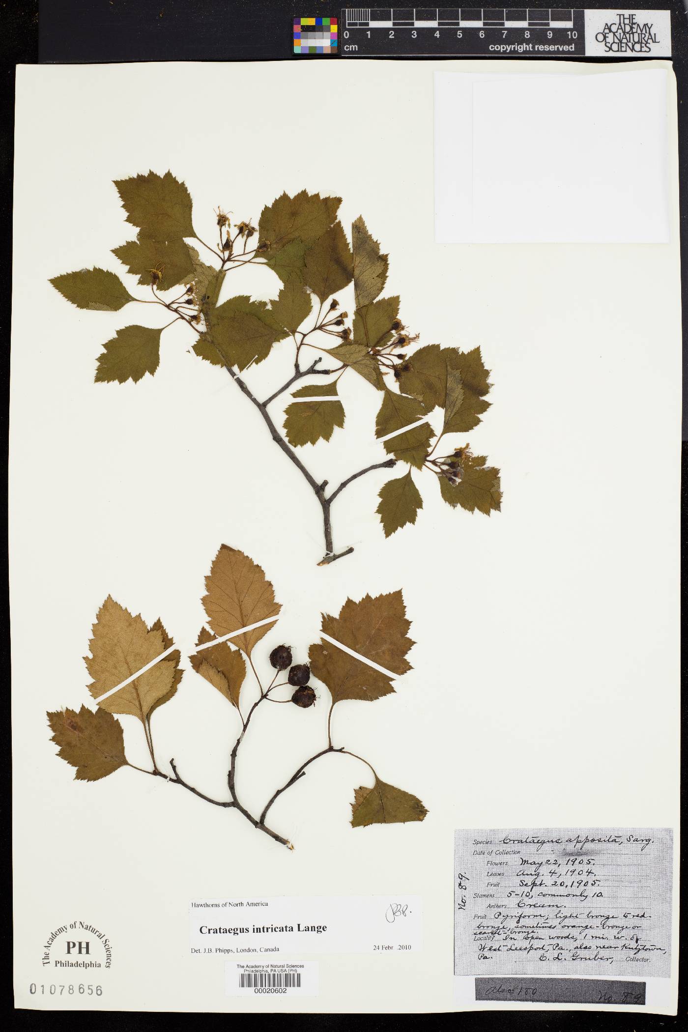 Crataegus apposita image