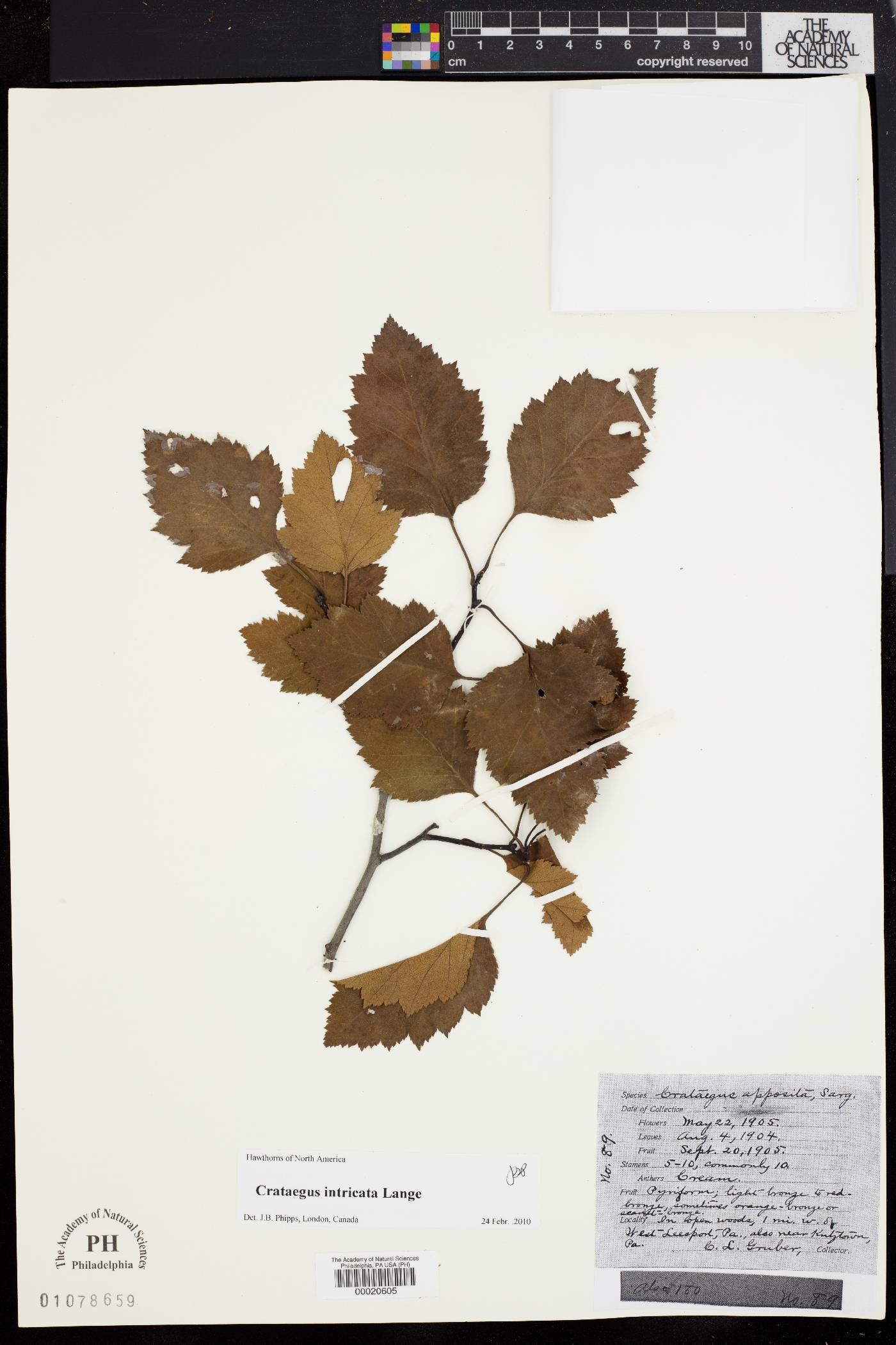 Crataegus apposita image