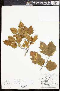 Crataegus apposita image