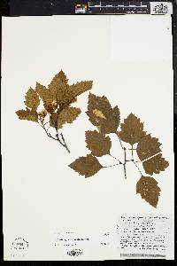 Crataegus apposita image